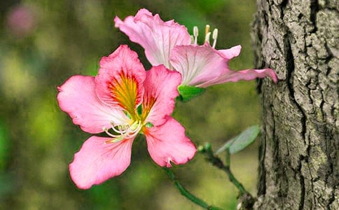 【熱】紫荊花的作文4篇