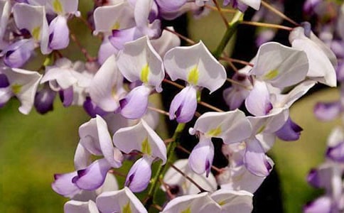 《紫藤花》小班美術(shù)手指畫教案