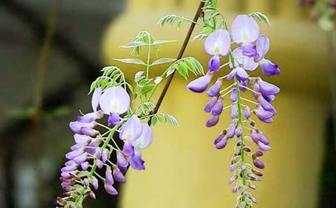 紫藤花作文精華(7篇)