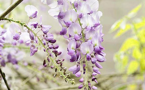 С�����g(sh��)��ָ��(hu��)�̰������ٻ�