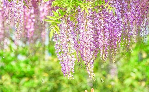 ���ٻ�����