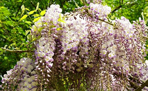 紫藤花作文(合集)