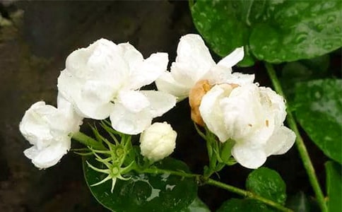 家中的茉莉花作文450字