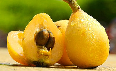 (精品)摘枇杷作文