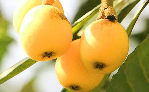 我愛枇杷小學(xué)生作文