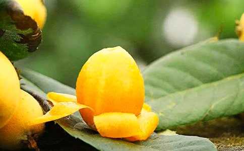 摘枇杷作文(優(yōu)選)