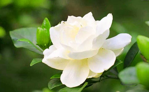 【熱】梔子花開(kāi)作文