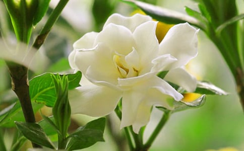 ���d�ӻ�������