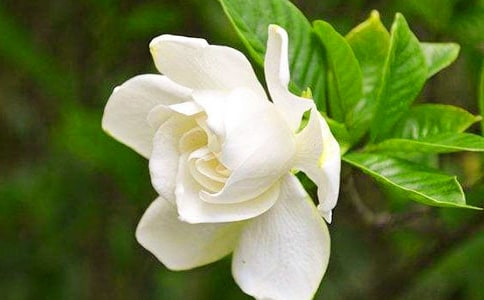 (經(jīng)典)梔子花作文3篇