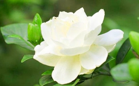 關(guān)于梔子花開的優(yōu)美散文