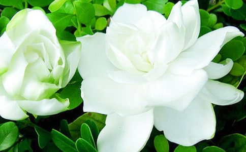 梔子花飄香的季節(jié)的散文