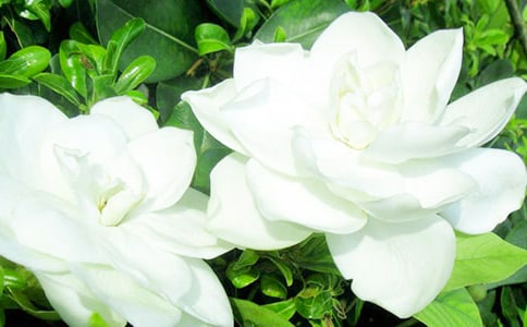 那些年,梔子花開(kāi)情感散文