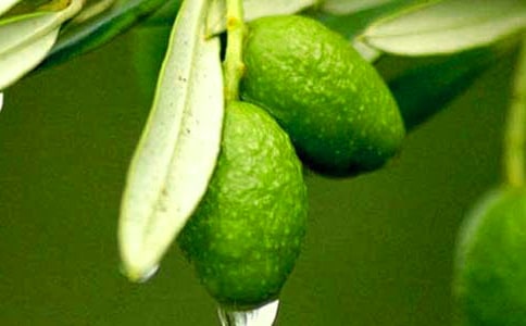 橄欖樹抒情散文