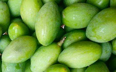 橄欖樹作文550字