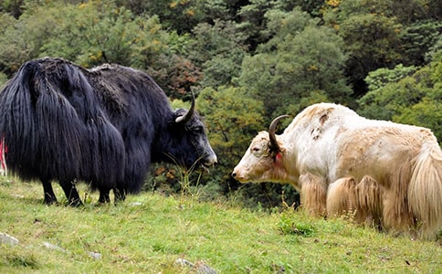 酶法制備牦牛乳酪蛋白源血管緊張素轉(zhuǎn)換酶抑制肽