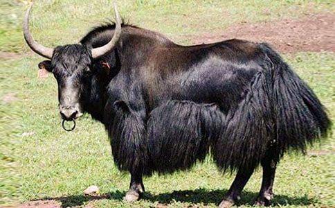 ����ţ������(qi��ng)�Ȍ�(du��)�ߺ���ԭֲ��Ⱥ����N�����Ե�Ӱ�