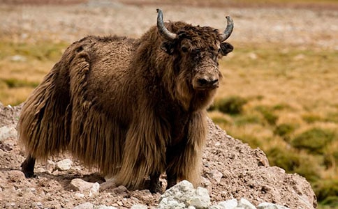 ��ף����ţ��]�l(f��)���L(f��ng)ζ�ɷֵ�SPEM/GC/MS�y(c��)��