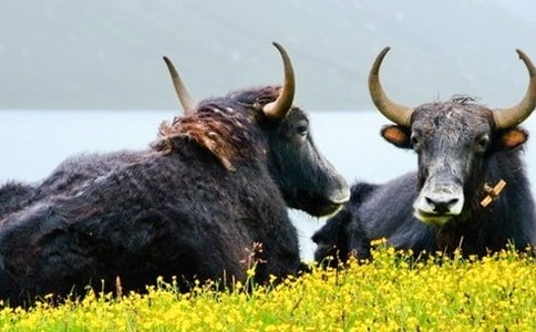 ��ţ̥�²��µĲ��򼰷��δ�ʩ