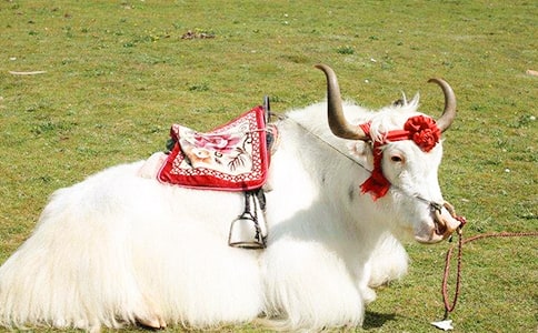 牦牛的營養(yǎng)價(jià)值有哪些