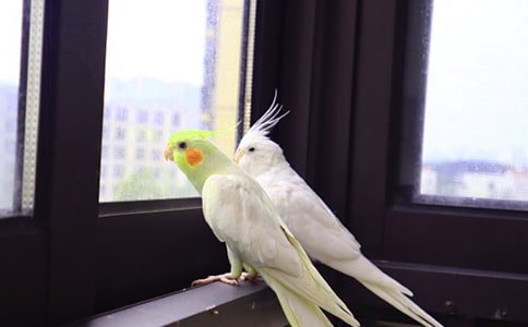 �ǳ��ɐ۵��W�^ �茑�W�^������