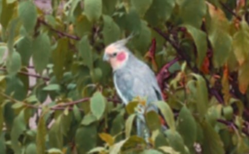 紅腹鸚鵡模仿說話的訓練方法