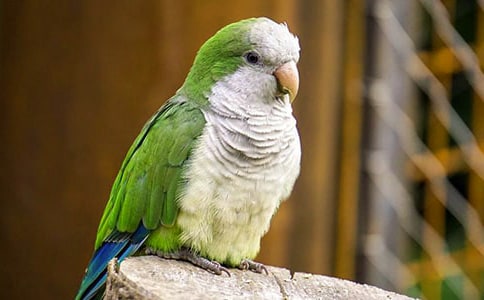 可愛的小鸚鵡作文