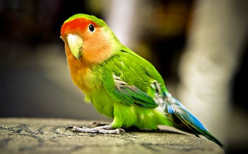 八哥和鸚鵡作文300字