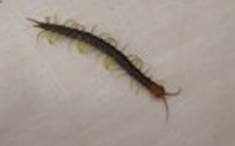 ����w���̰�����򼸂��