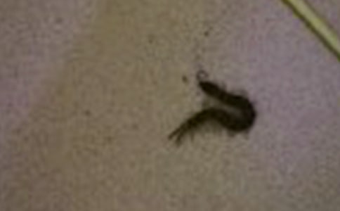 職場(chǎng)小故事--蜈蚣買汽水