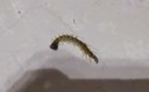 ����w���Α򡶿옷��С��򼡷�̰�����˼