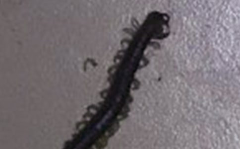 �ض������պ�pH��(du��)����͢���ݹ�����õ�Ӱ�