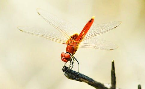 С��������ӛ����