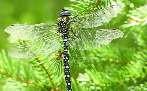 蜻蜓眼讀后感范文
