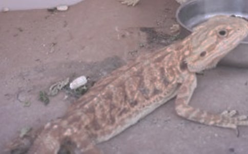 �Һ�С��������900��