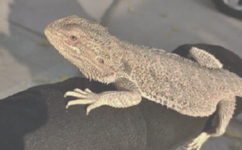 蜥蜴作文300字(精選24篇)