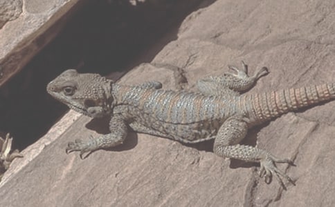 可愛的蜥蜴作文