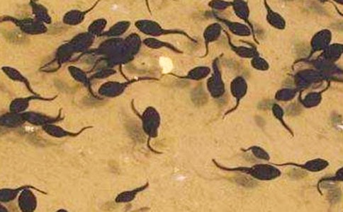 小蝌蚪歷險記優(yōu)秀作文750字