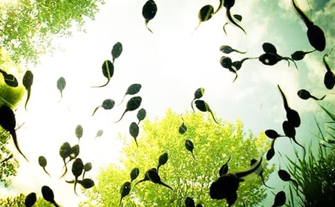 小蝌蚪中班美術(shù)教案