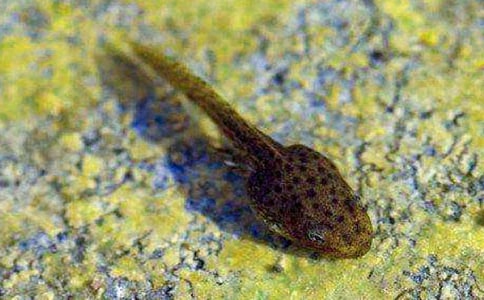 小班健康領(lǐng)域小蝌蚪找媽媽體育教案