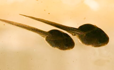 大班美術(shù)小蝌蚪找媽媽教案