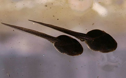 小蝌蚪歷險(xiǎn)記優(yōu)秀作文500字