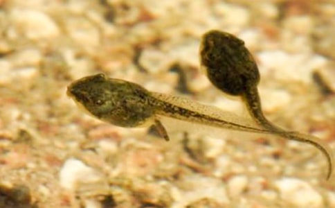 小班美術(shù)教案:快樂的小蝌蚪手指點畫