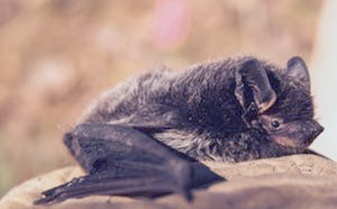 《蝙蝠和雷達(dá)》教案