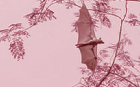 蝙蝠的作文600字