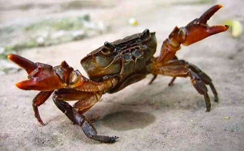 中班體育活動(dòng)教案《螃蟹賽跑》(精選9篇)