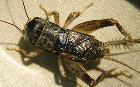 蟋蟀的住宅的教學(xué)反思范文