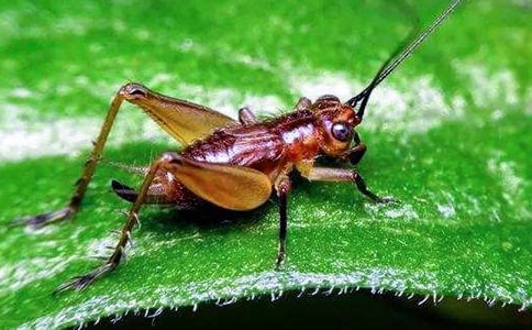 捉蟋蟀優(yōu)秀小學作文