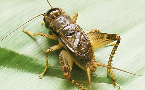 《蟋蟀的住宅》的教學(xué)反思