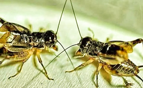 �а��w�����(d��ng)��(y��u)��̰������Ҽҡ�