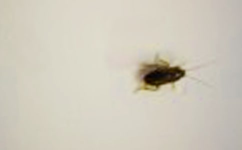 討厭的蟑螂700字作文